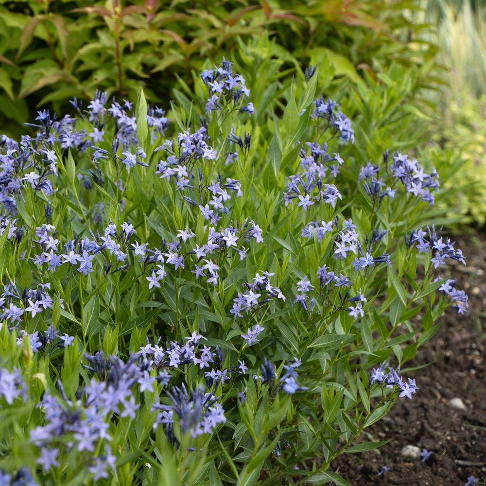 G875 Amsonia Tabernaemontana 27blue Ice 27 27 83e383bc E972 4d4b A4c4 6715284271ae from www redcrocus com