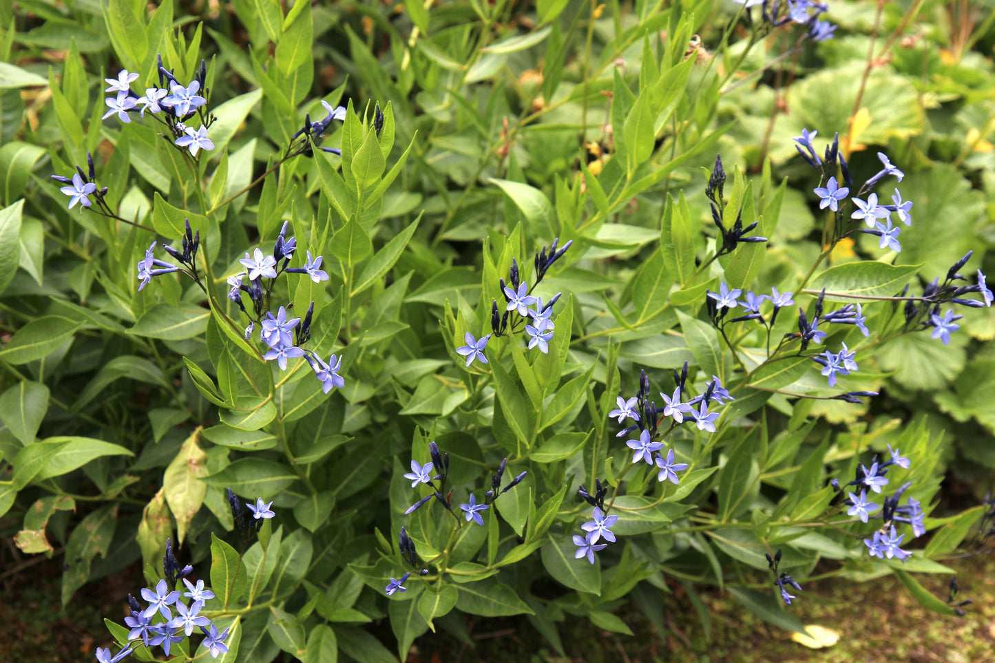 G875 Amsonia Tabernaemontana 27blue Ice 27 28 228fa69c C62b 488b 91b7 51a6ddc88420 from www redcrocus com