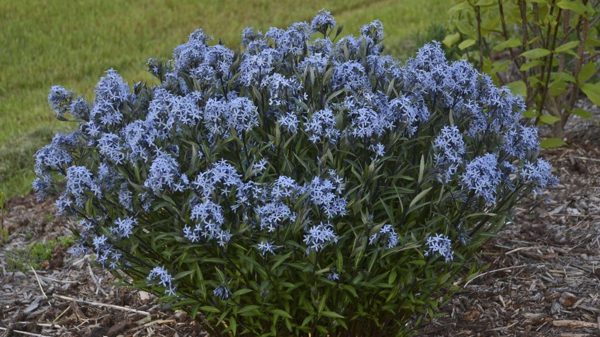 G875 Amsonia Tabernaemontana 27blue Ice 27 29 5e7323a5 E8b1 4395 Bdab 3b609f1d5440 from www redcrocus com