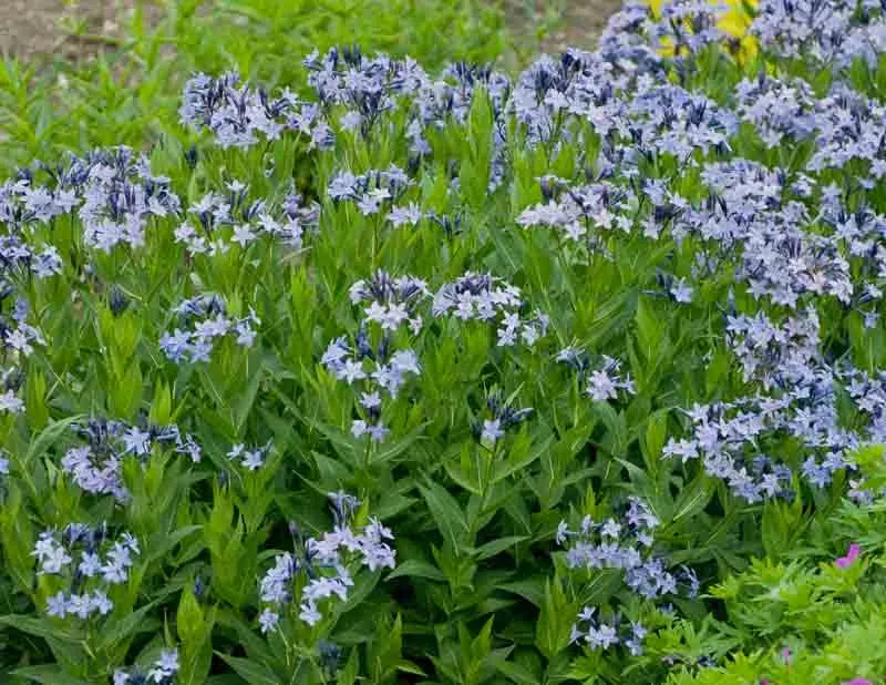 G875 Amsonia Tabernaemontana 27blue Ice 27 2 F96a3d3f Bc02 4ca8 A875 1ee6bab57835 from www redcrocus com