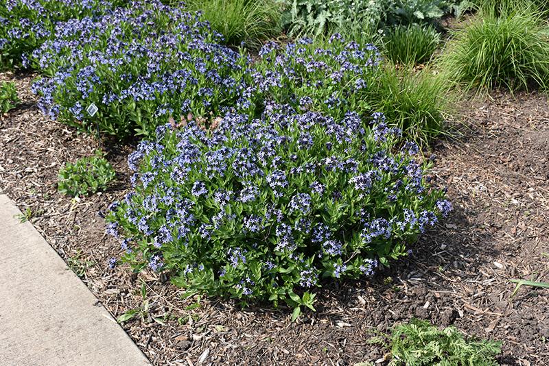G875 Amsonia Tabernaemontana 27blue Ice 27 31 B5e31f2f B2c0 496a 804a C84041ba6dd9 from www redcrocus com