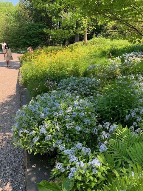 G875 Amsonia Tabernaemontana 27blue Ice 27 33 41342901 Ca58 4635 9d23 63ef1bcf1925 from www redcrocus com