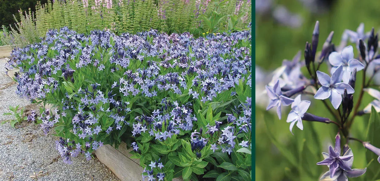 G875 Amsonia Tabernaemontana 27blue Ice 27 34 3adc9e9e 13e7 4f58 B685 Cebe6c79db7f from www redcrocus com