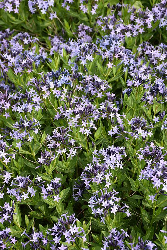 G875 Amsonia Tabernaemontana 27blue Ice 27 35 675317d1 1b98 4de7 89b7 0a771becccdd from www redcrocus com