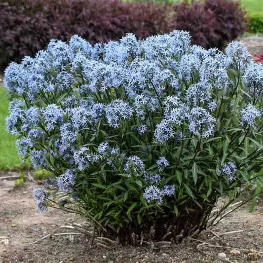 G875 Amsonia Tabernaemontana 27blue Ice 27 37 04094be2 D150 43d7 8ae5 B21180313cb4 from www redcrocus com