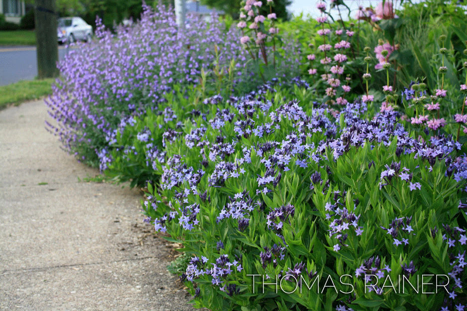 G875 Amsonia Tabernaemontana 27blue Ice 27 4 3d5d0709 3c38 49e8 8101 10681541dcf3 from www redcrocus com