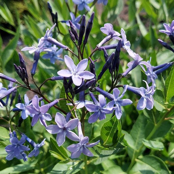 G875 Amsonia Tabernaemontana 'blue Ice' - View 5 from www redcrocus com