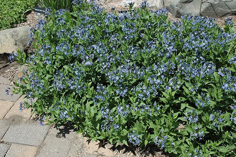 G875 Amsonia Tabernaemontana 27blue Ice 27 6 0e12834d D597 4fa8 A89e 6a68969948e0 from www redcrocus com