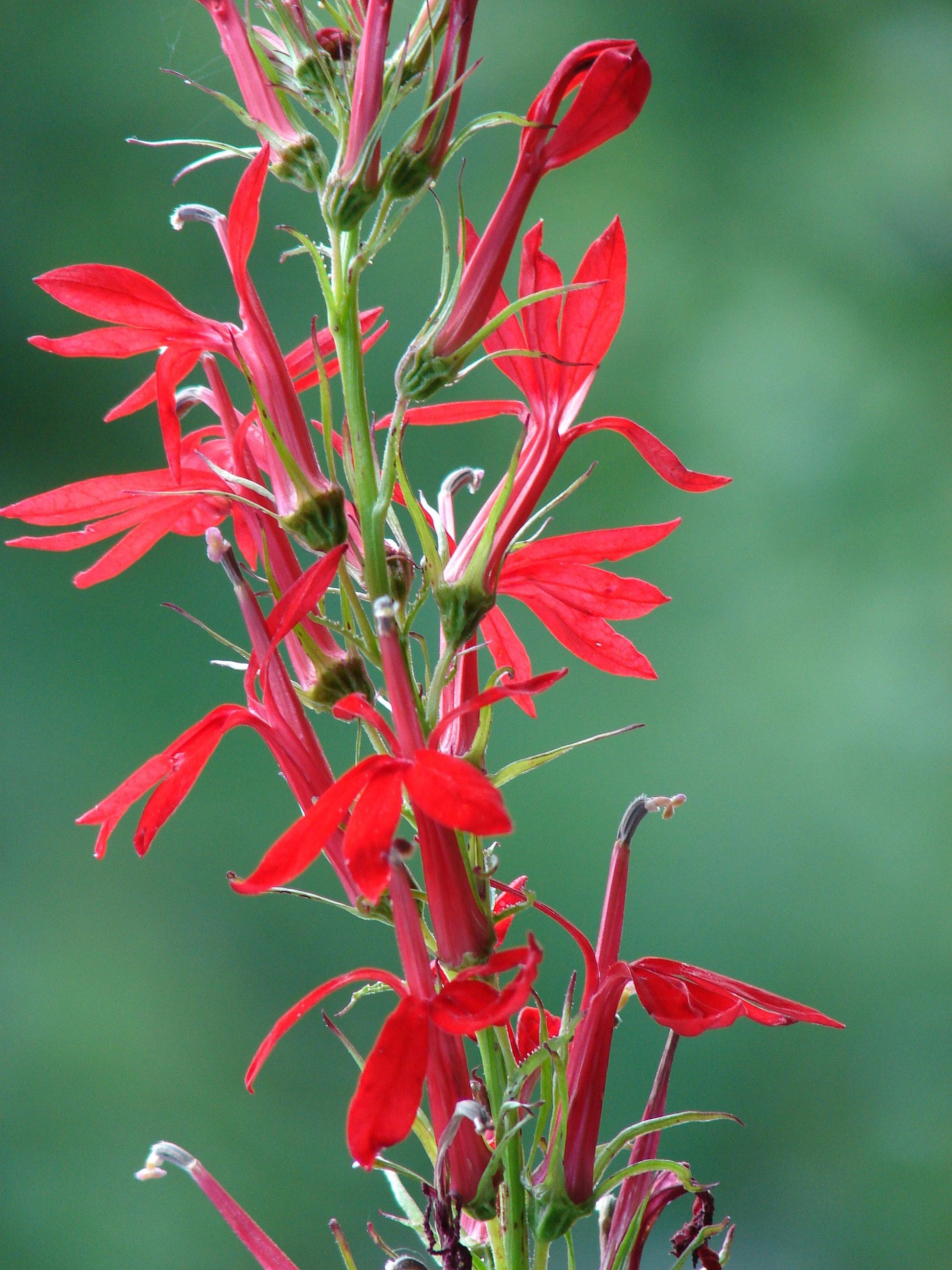 G879 Lobelia Cardinalis - View 10 from www redcrocus com