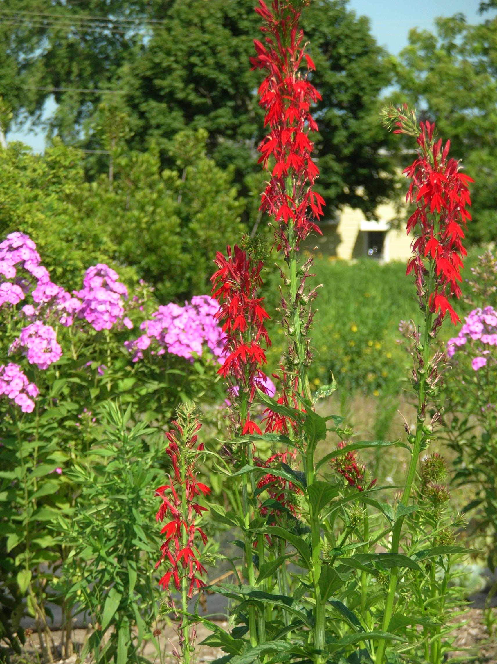 G879 Lobelia Cardinalis - View 11 from www redcrocus com