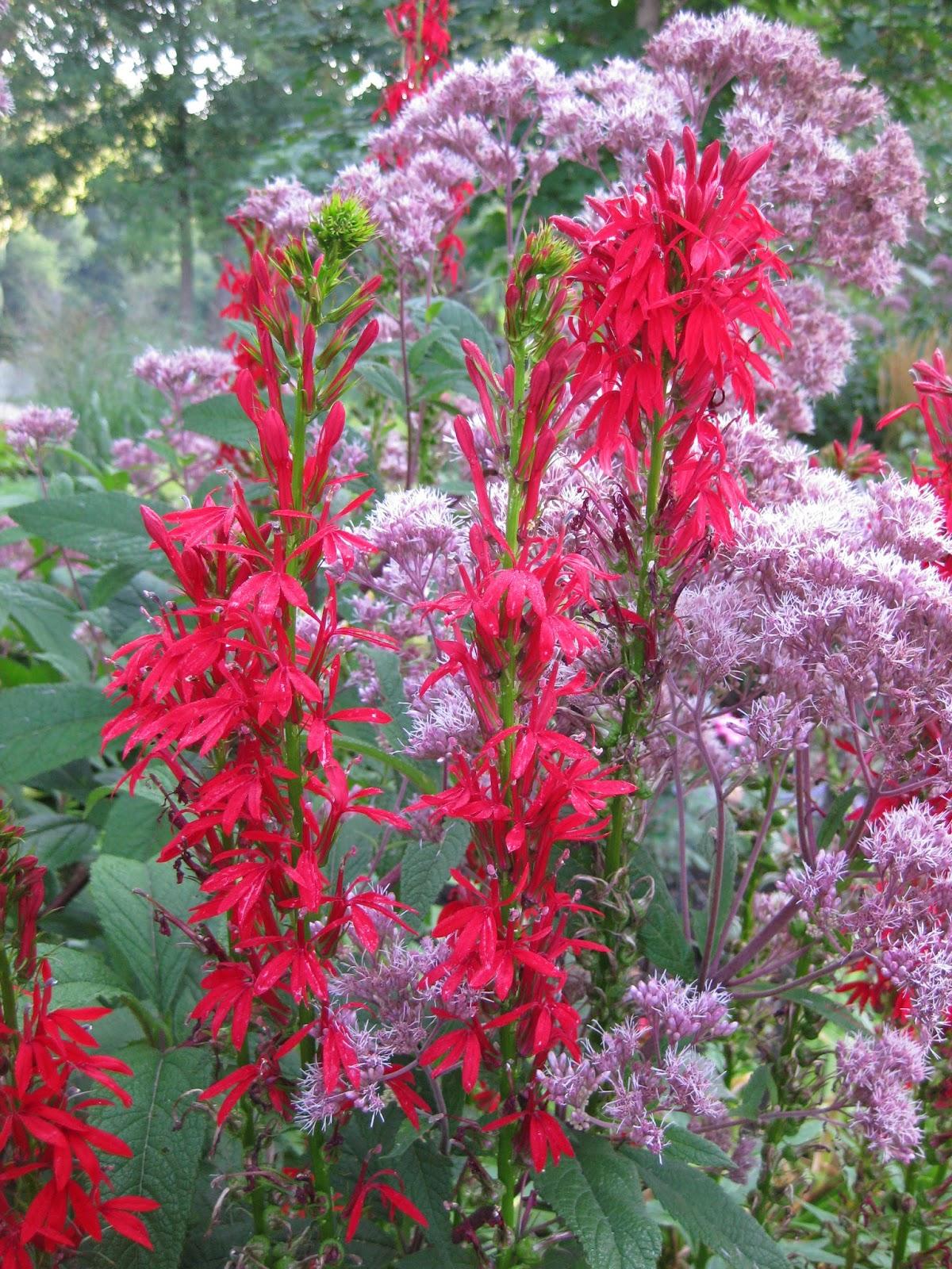 G879 Lobelia Cardinalis - View 12 from www redcrocus com