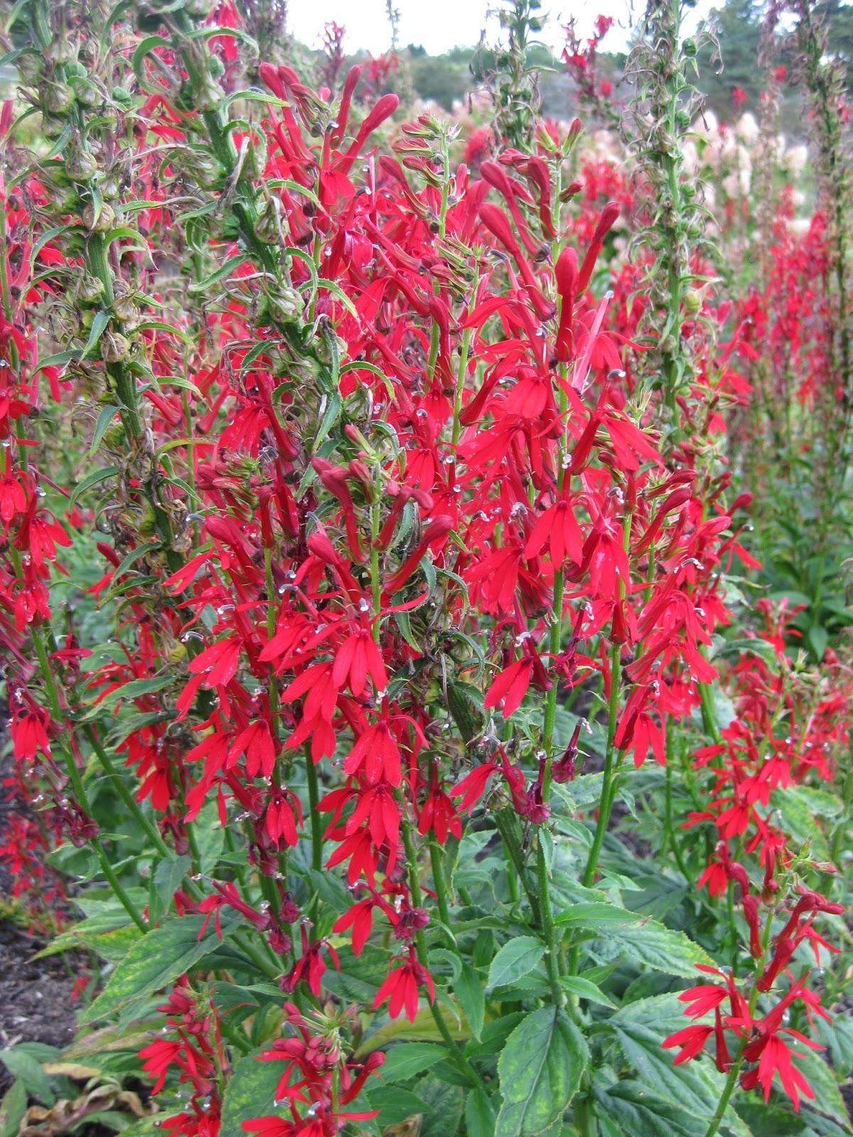 G879 Lobelia Cardinalis - View 13 from www redcrocus com