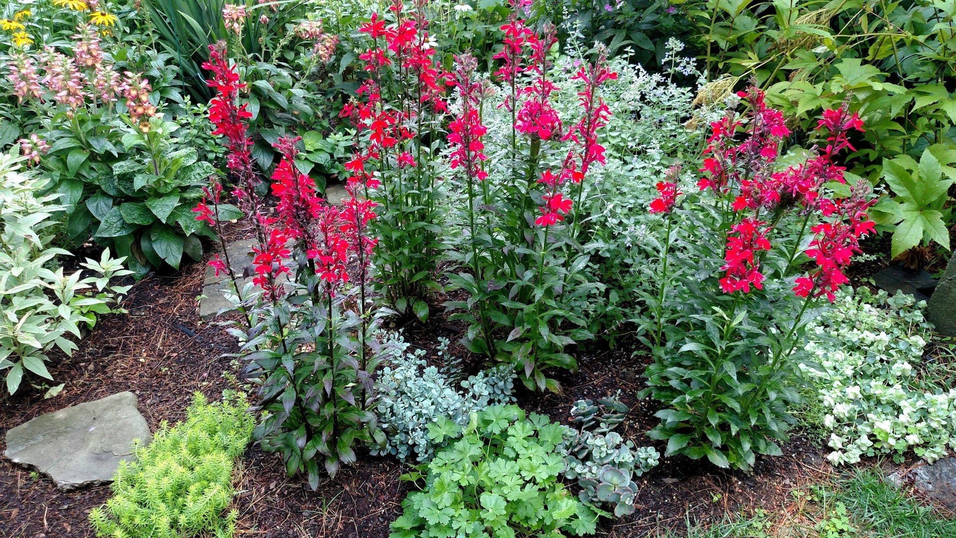 G879 Lobelia Cardinalis - View 15 from www redcrocus com