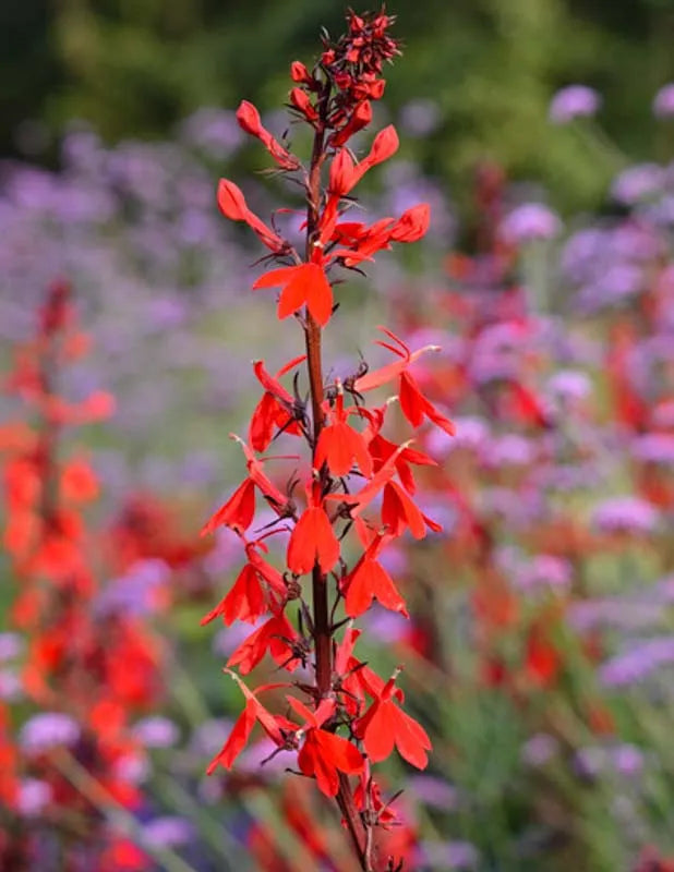 G879 Lobelia Cardinalis - View 16 from www redcrocus com