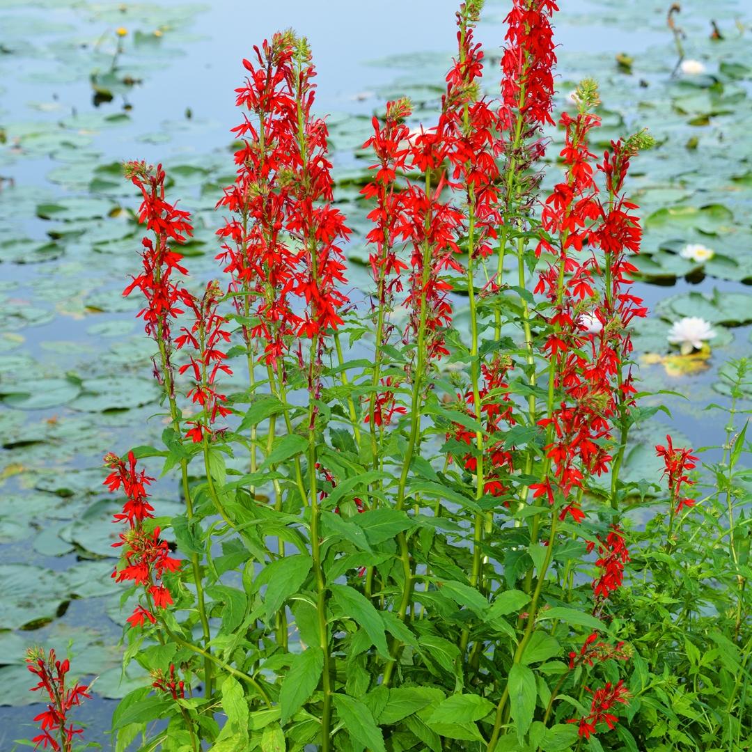 G879 Lobelia Cardinalis - View 17 from www redcrocus com