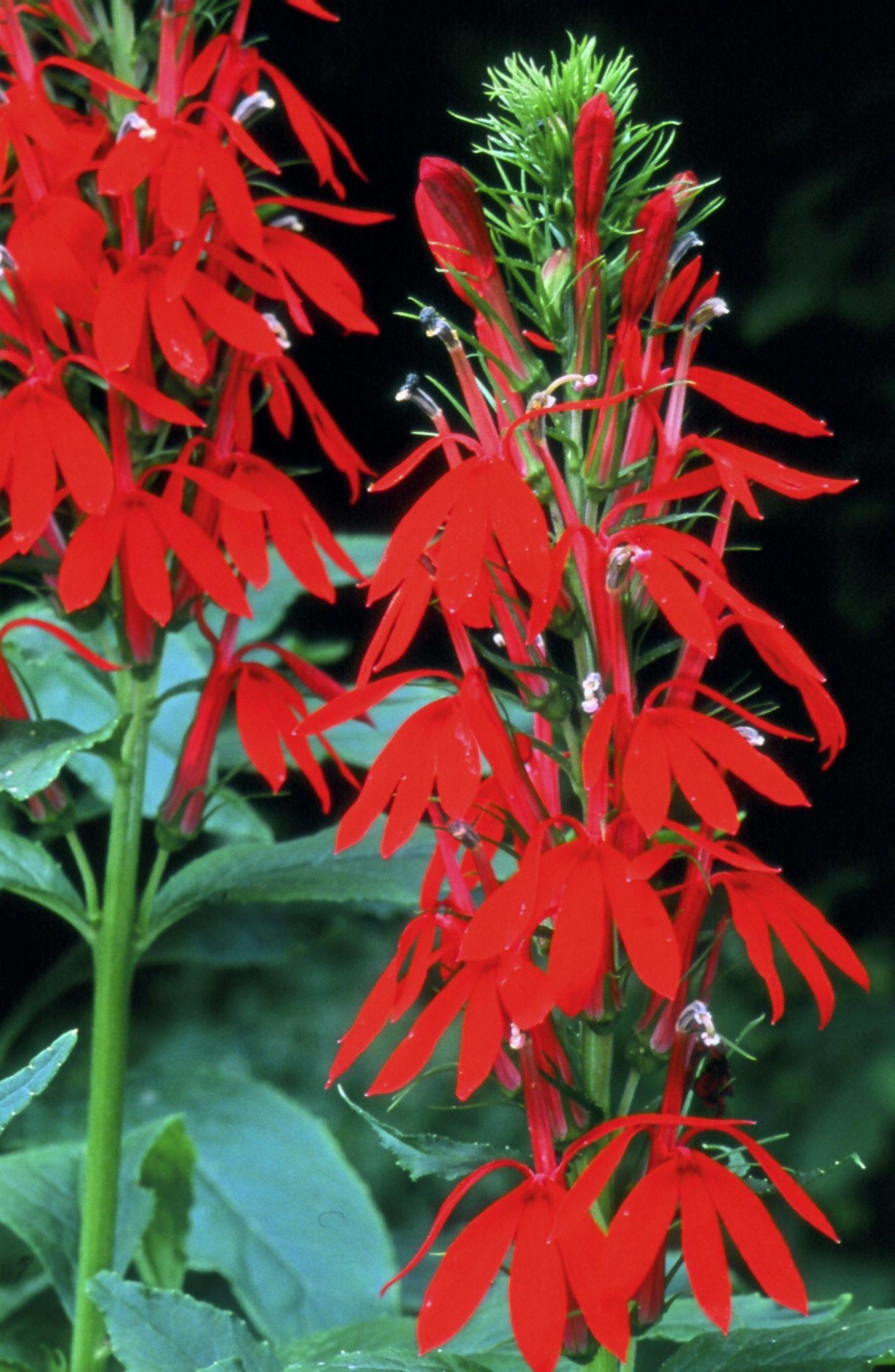 G879 Lobelia Cardinalis 18 50c3473d Fea7 4d5f 8b34 32e3dd093b86 from www redcrocus com