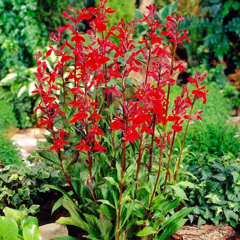 G879 Lobelia Cardinalis - View 19 from www redcrocus com