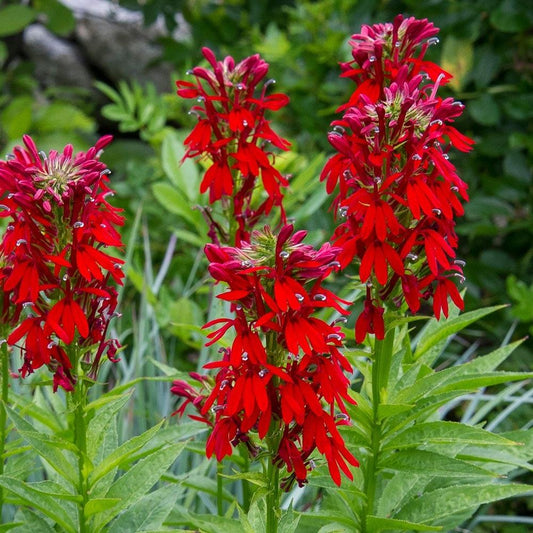 G879 Lobelia Cardinalis - View 1 from www redcrocus com