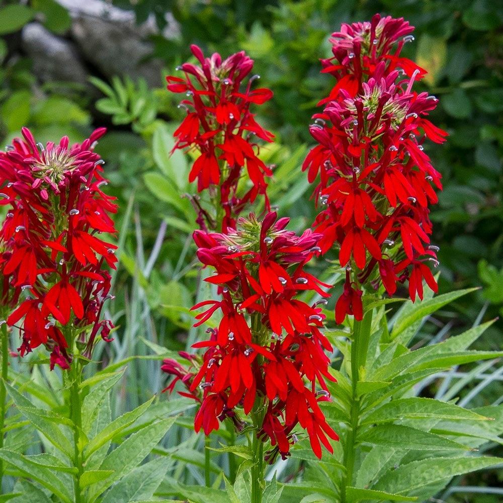 G879 Lobelia Cardinalis 1 Ffdf745e 9248 4d6a 9248 Df3e1a92f0bb from www redcrocus com
