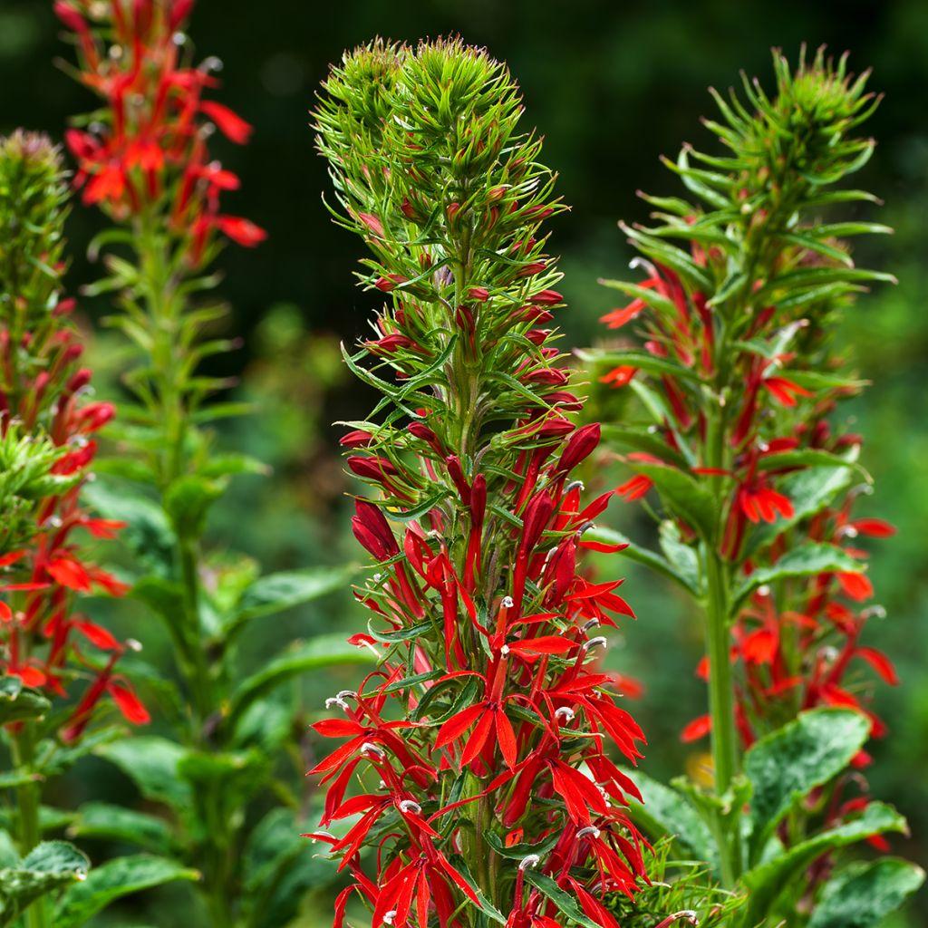 G879 Lobelia Cardinalis - View 20 from www redcrocus com