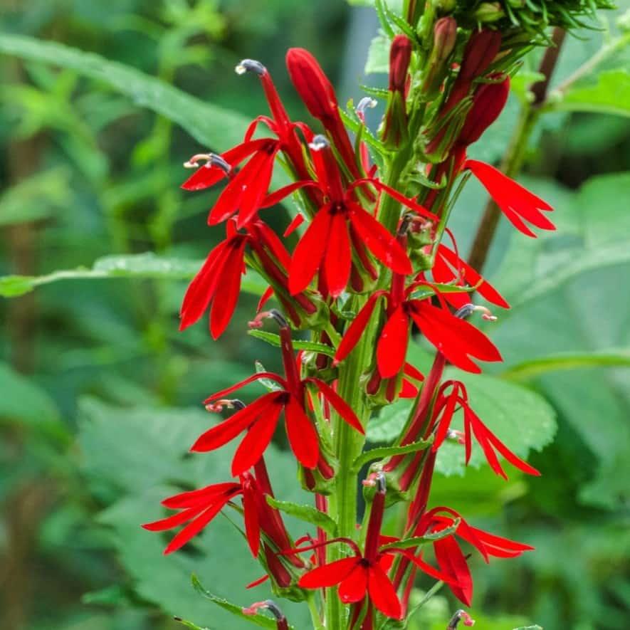G879 Lobelia Cardinalis - View 2 from www redcrocus com