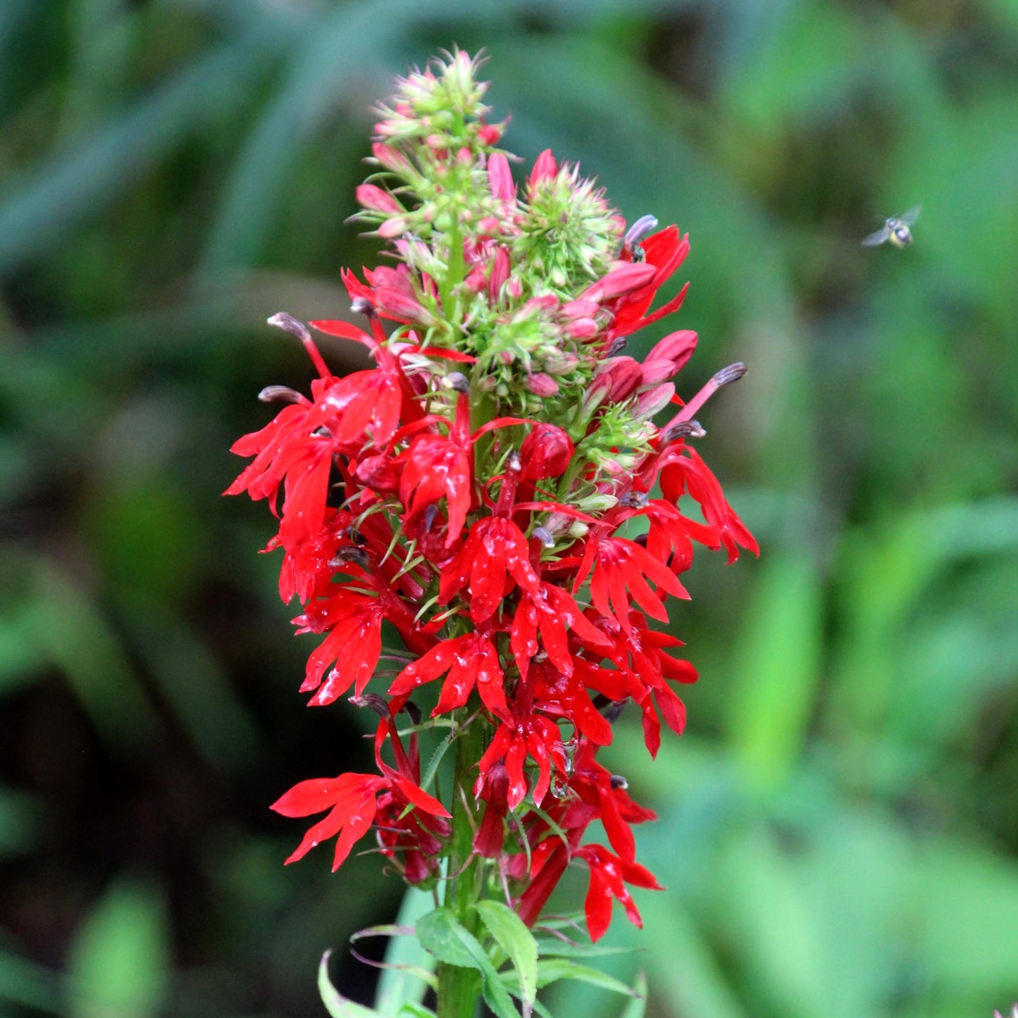 G879 Lobelia Cardinalis 3 6474d678 Ceb4 4fe3 Abe3 B02d9d8612dd from www redcrocus com