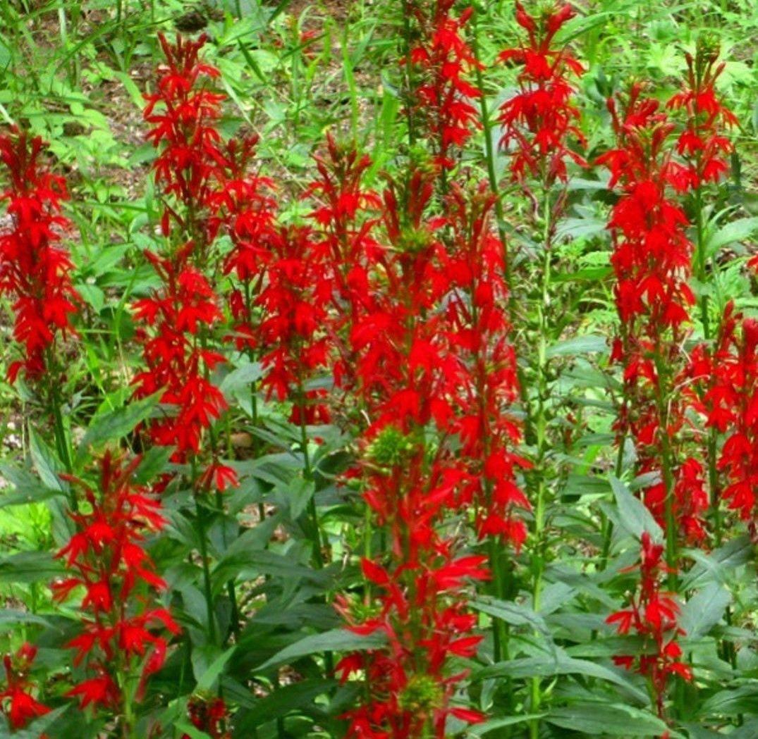 G879 Lobelia Cardinalis - View 4 from www redcrocus com