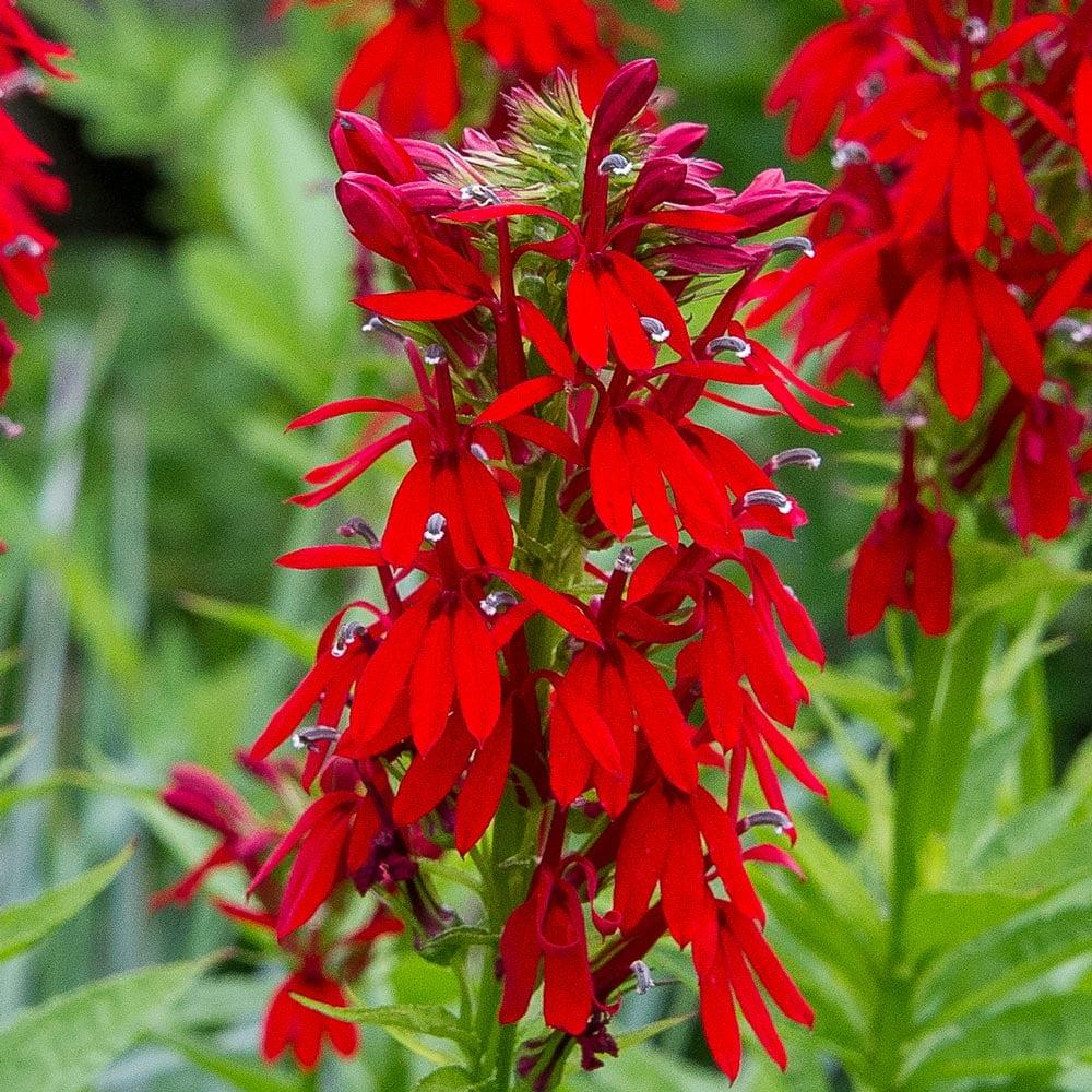G879 Lobelia Cardinalis - View 5 from www redcrocus com