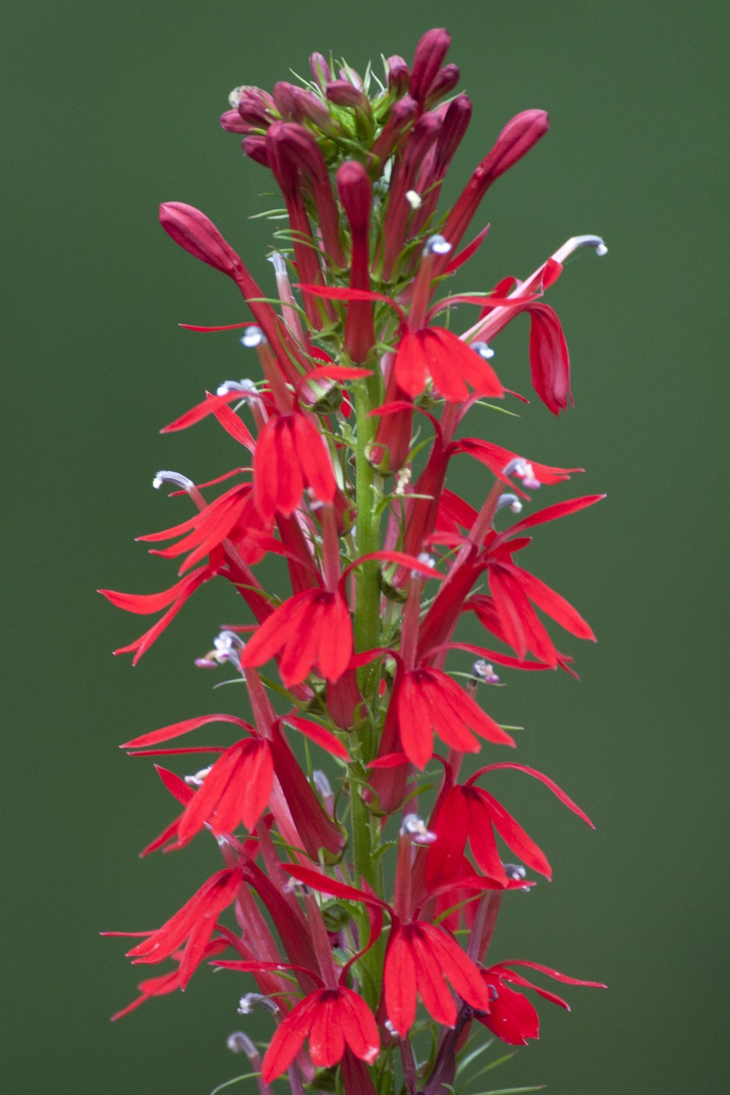 G879 Lobelia Cardinalis - View 7 from www redcrocus com