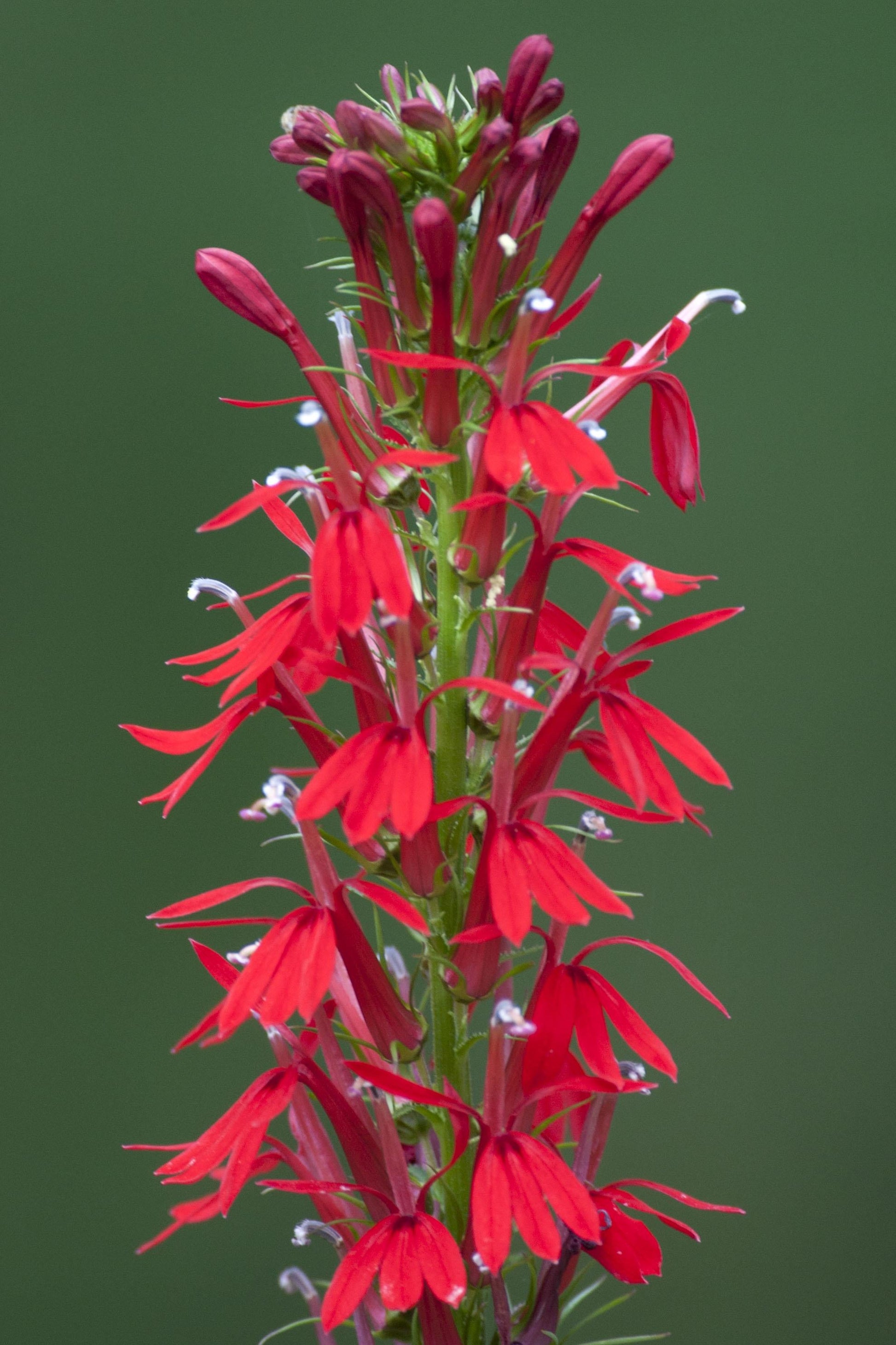 G879 Lobelia Cardinalis - View 7 from www redcrocus com