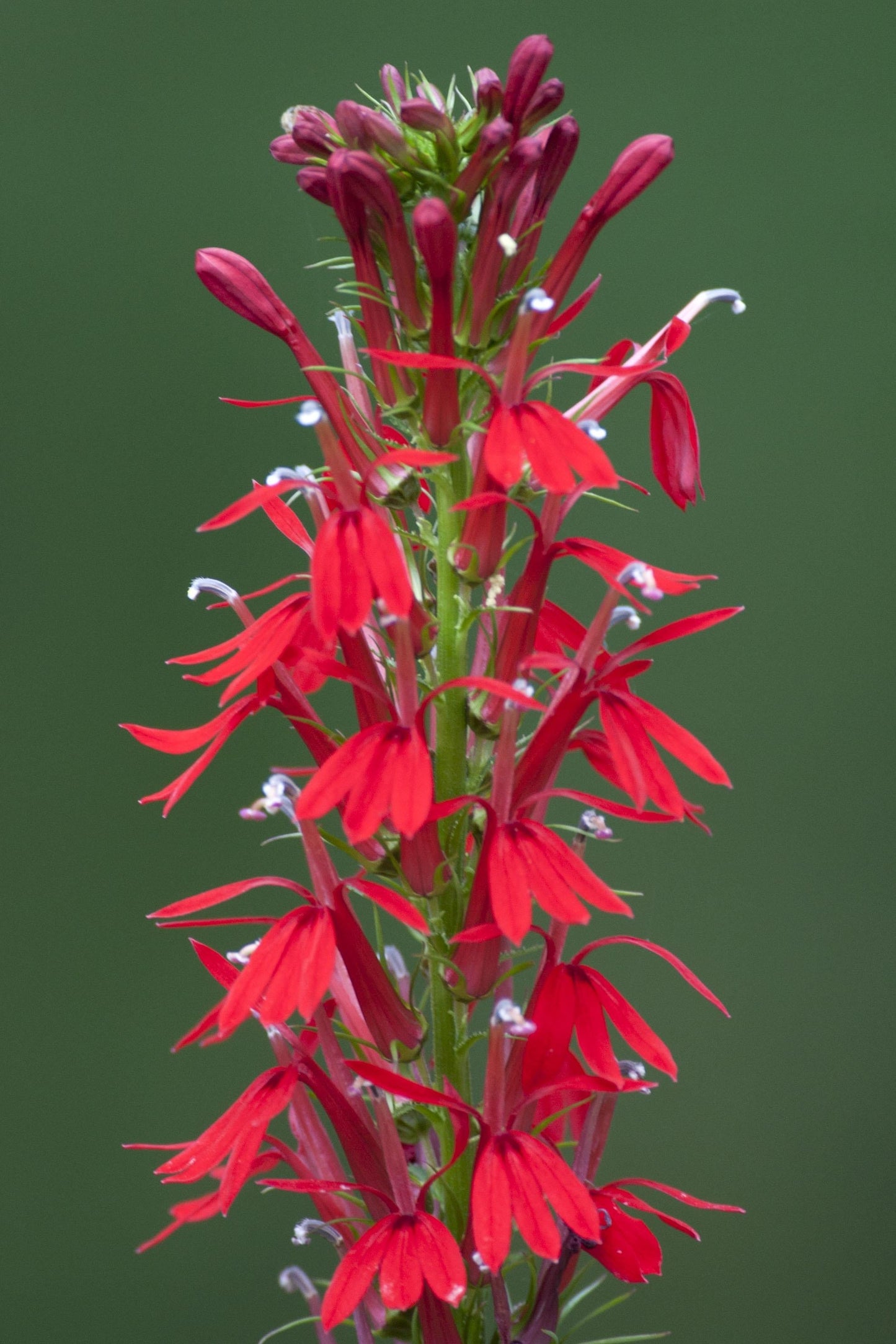 G879 Lobelia Cardinalis 7 4d5e17a6 7910 44fb Bfaf 7ba50d2be0ae from www redcrocus com