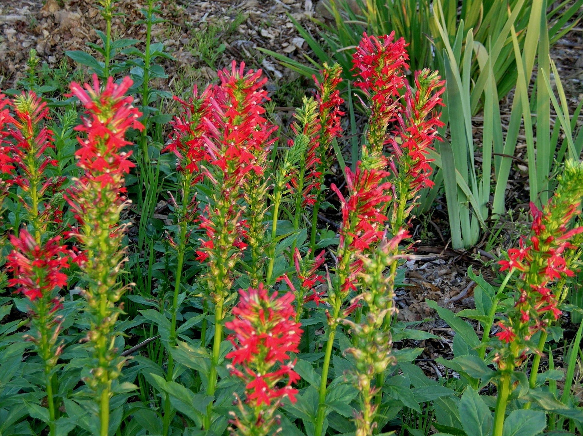 G879 Lobelia Cardinalis - View 8 from www redcrocus com