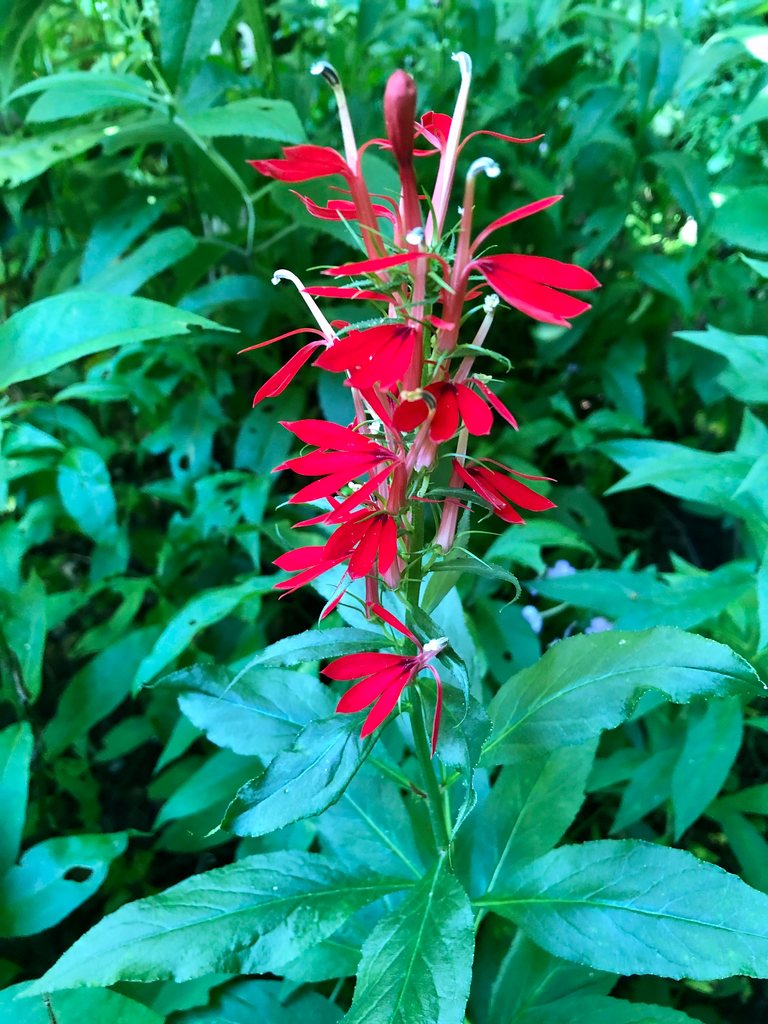 G879 Lobelia Cardinalis - View 9 from www redcrocus com