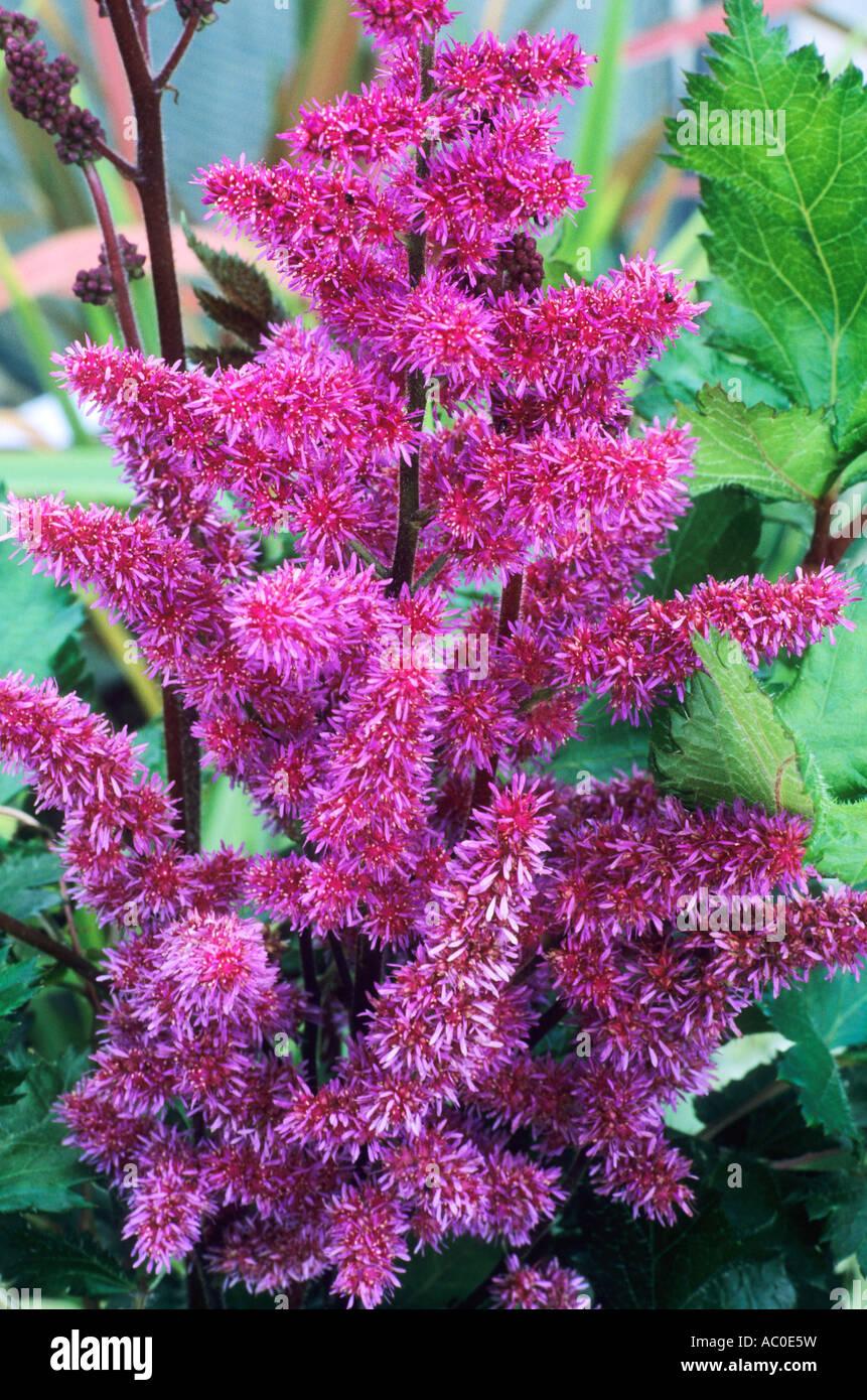 G893 Astilbe Chinensis Visions In Red - View 15 from www redcrocus com