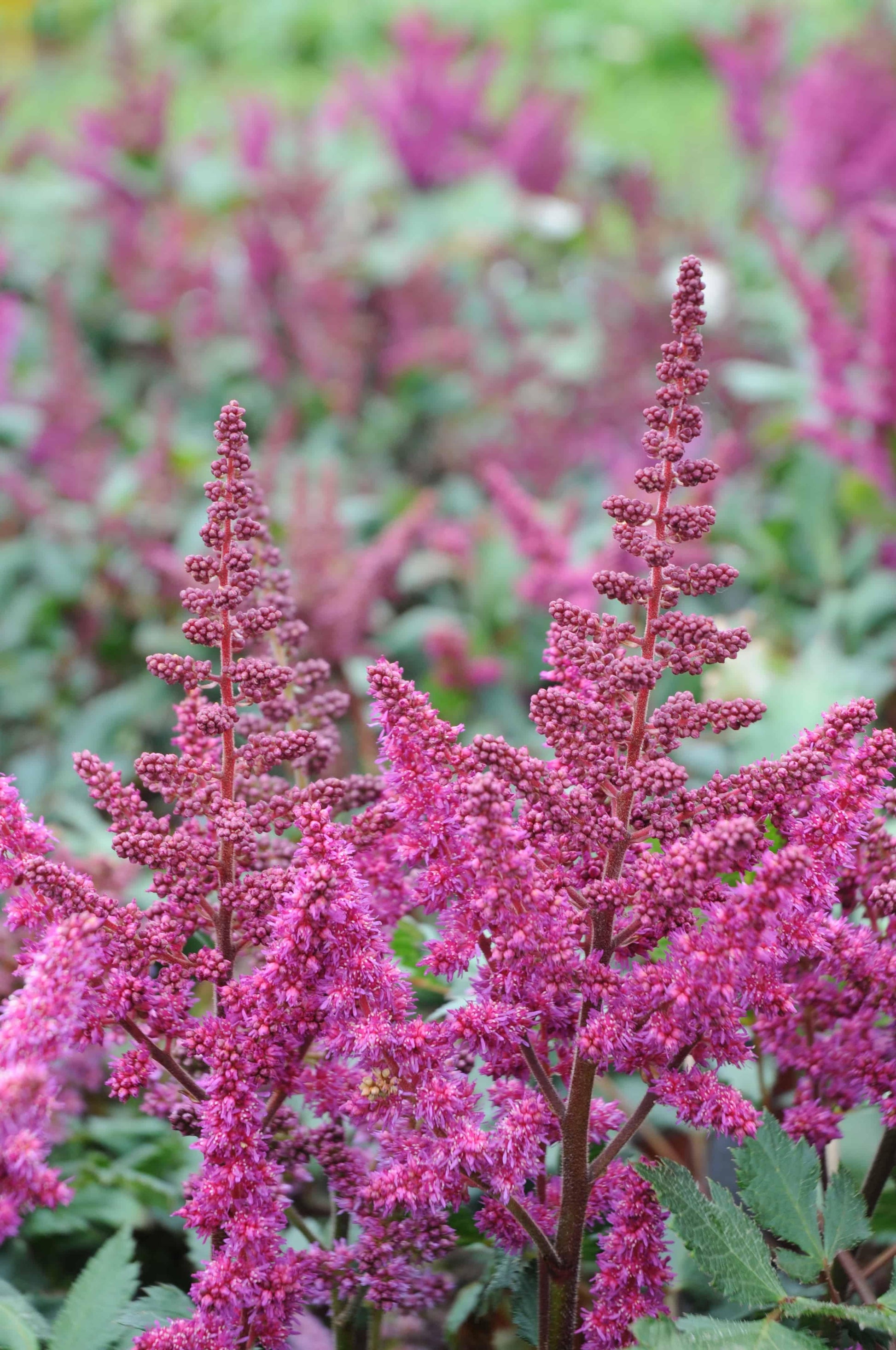 G893 Astilbe Chinensis Visions In Red - View 7 from www redcrocus com