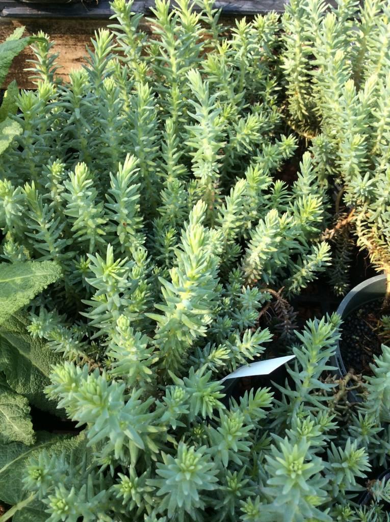 G899 Sedum Reflexum Blue Spruce - View 11 from www redcrocus com