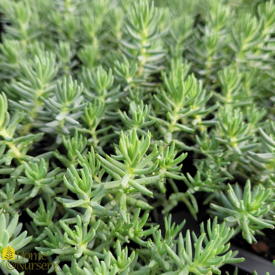 G899 Sedum Reflexum Blue Spruce - View 13 from www redcrocus com