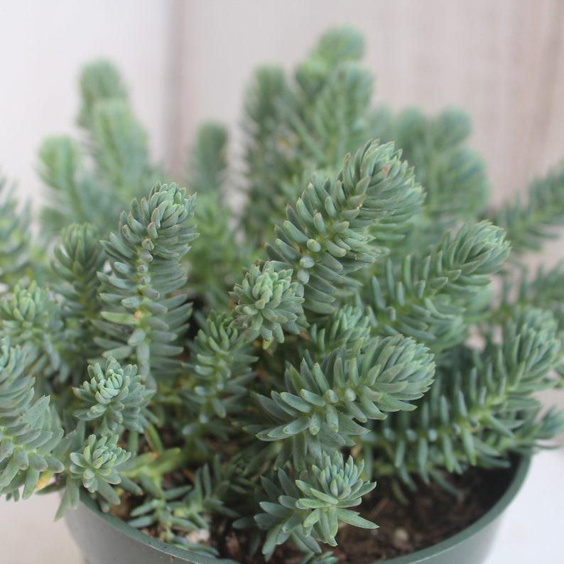 G899 Sedum Reflexum Blue Spruce 18 5cb5f5c2 2b34 4a21 80d0 E04256d53e42 from www redcrocus com