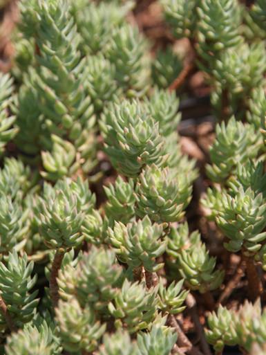 G899 Sedum Reflexum Blue Spruce - View 20 from www redcrocus com