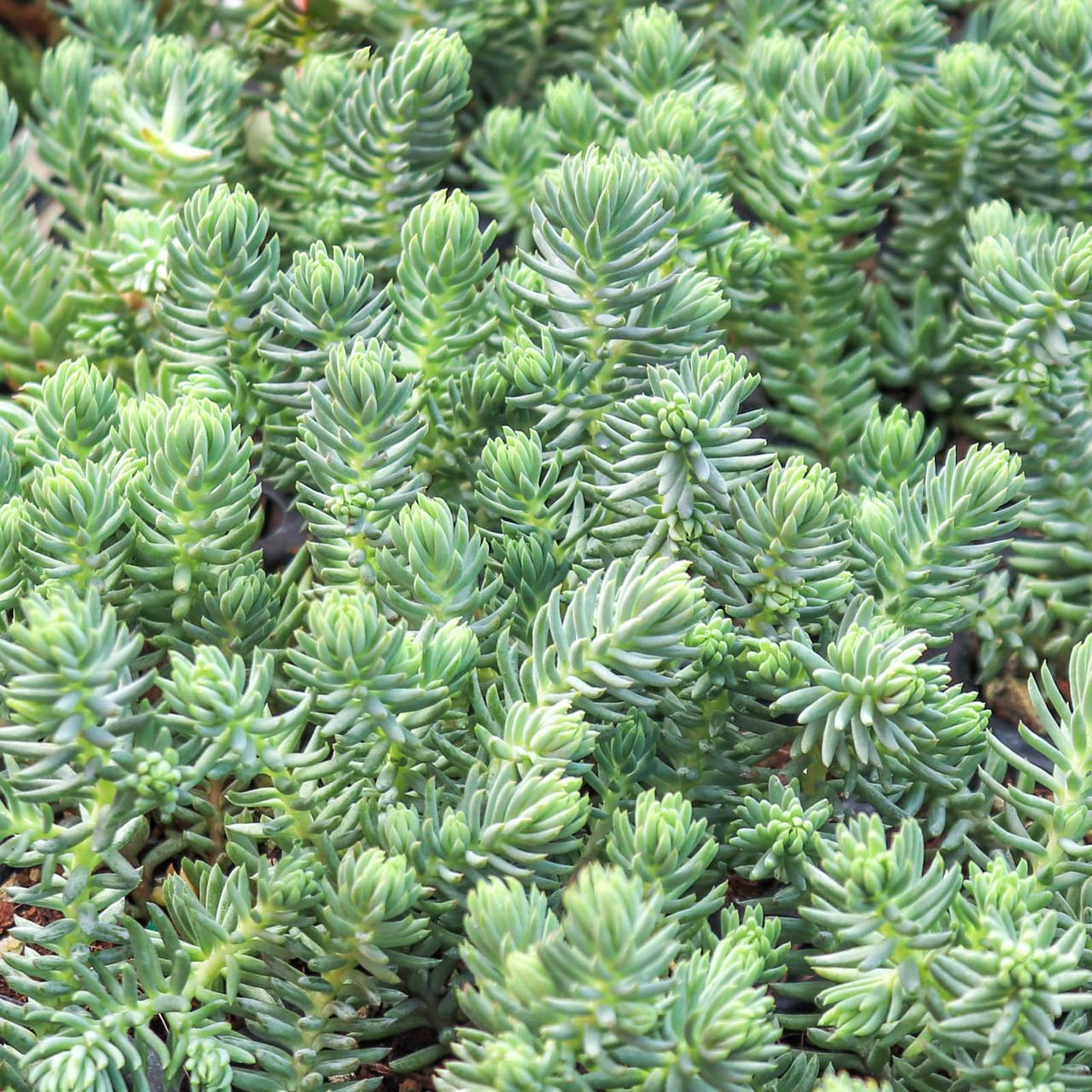 G899 Sedum Reflexum Blue Spruce - View 8 from www redcrocus com