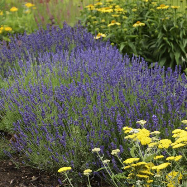 G930 Lavandula Angustifolia 27hidcote 27 12 1d54d3e1 A51a 44bd A4c5 5b2624cb4130 from www redcrocus com