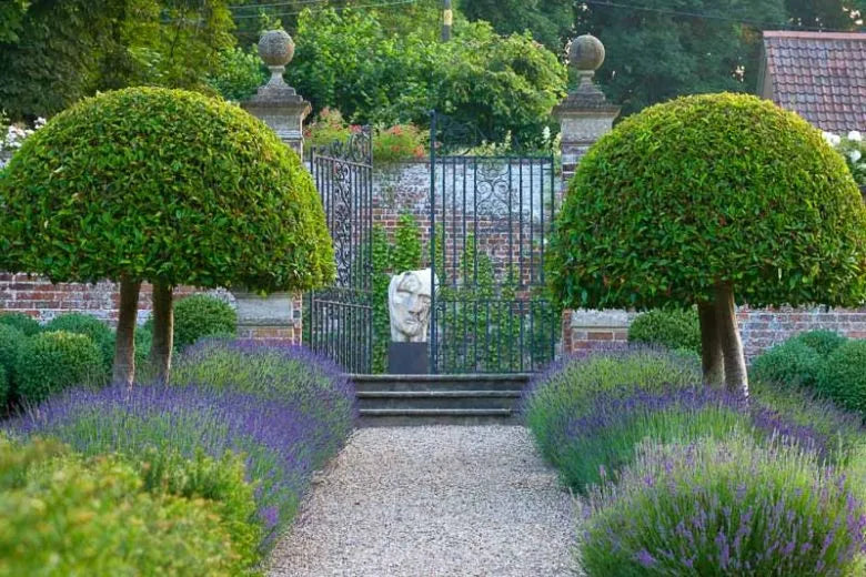 G930 Lavandula Angustifolia 27hidcote 27 13 C37d4678 1fc8 4713 A4f7 E409b9c9cb29 from www redcrocus com