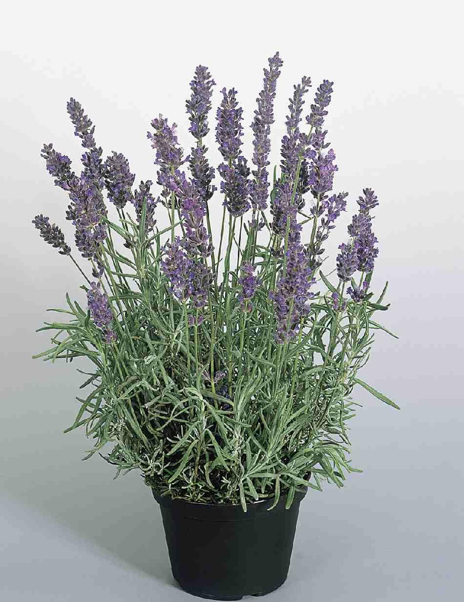 G930 Lavandula Angustifolia 27hidcote 27 14 2057de76 13dd 4b0b Aa1d Be2d8a3778bb from www redcrocus com