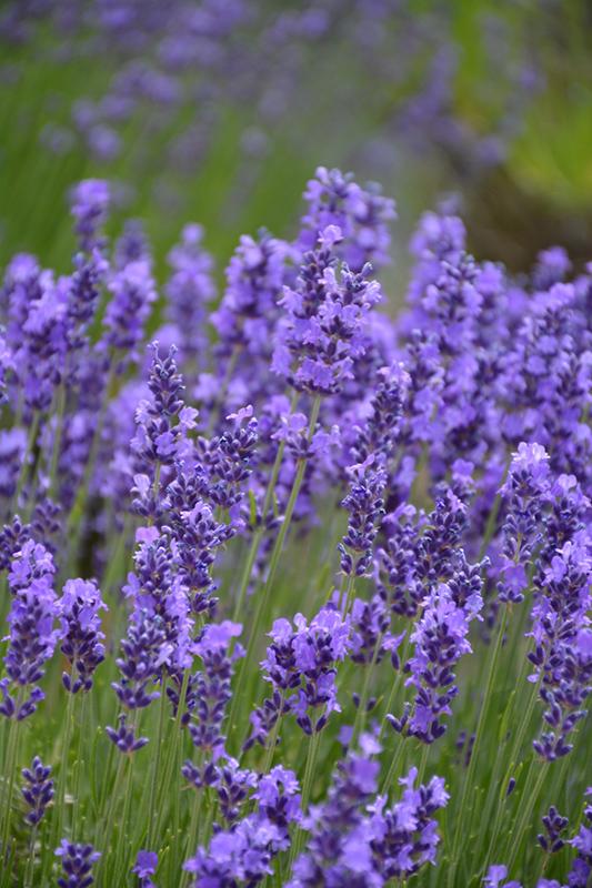 G930 Lavandula Angustifolia 27hidcote 27 15 A6fe3c13 A5be 4c18 A4d6 D3daf84ca983 from www redcrocus com
