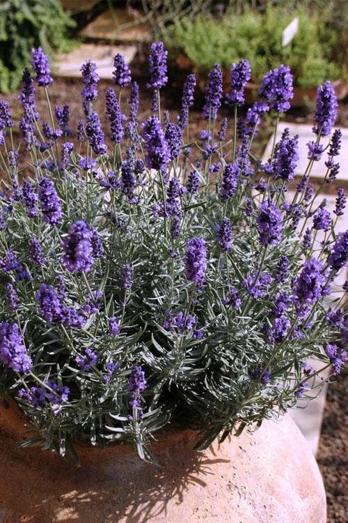 G930 Lavandula Angustifolia 'hidcote' - View 16 from www redcrocus com