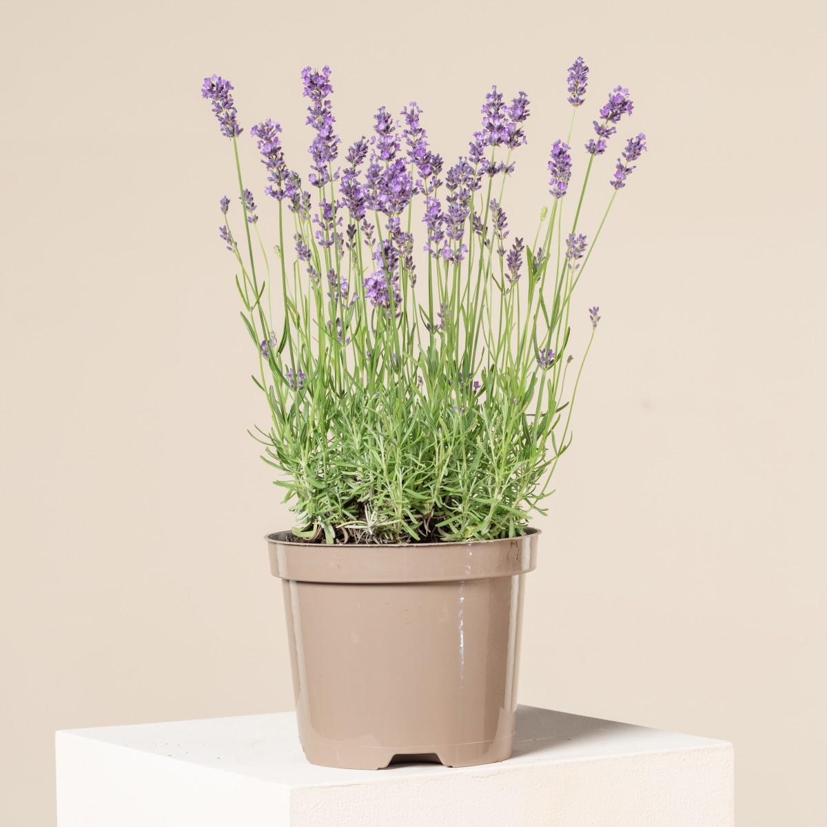 G930 Lavandula Angustifolia 27hidcote 27 17 C4a0cf97 4627 4eaa A5ce 6dacad124adb from www redcrocus com