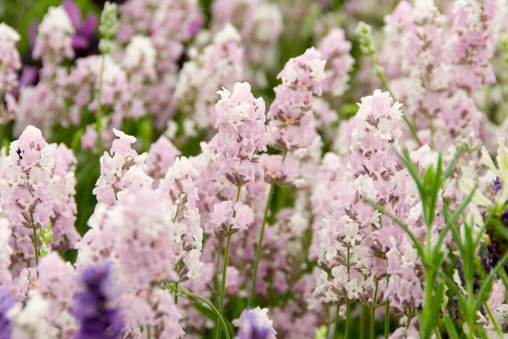 G930 Lavandula Angustifolia 27hidcote 27 18 6fdba219 Df57 42a6 9206 74d699777260 from www redcrocus com
