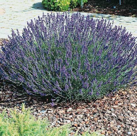 G930 Lavandula Angustifolia 27hidcote 27 19 Cac031ef 4c6a 4dbe 9e6b 29c752b9be06 from www redcrocus com