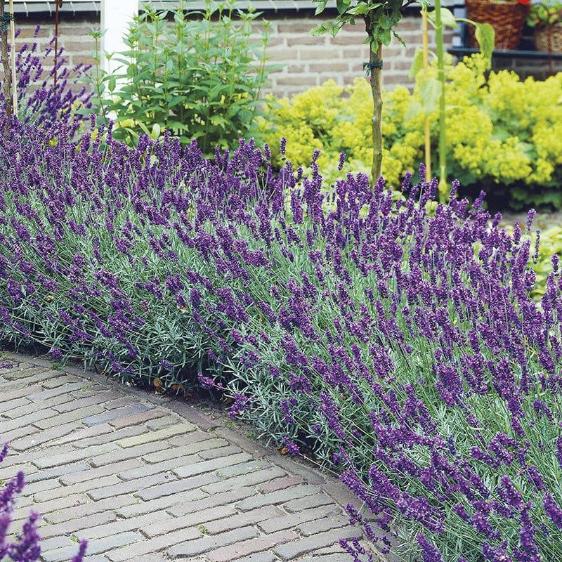 G930 Lavandula Angustifolia 27hidcote 27 20 8338c333 Ab2e 4185 82e6 953e7d0c2314 from www redcrocus com