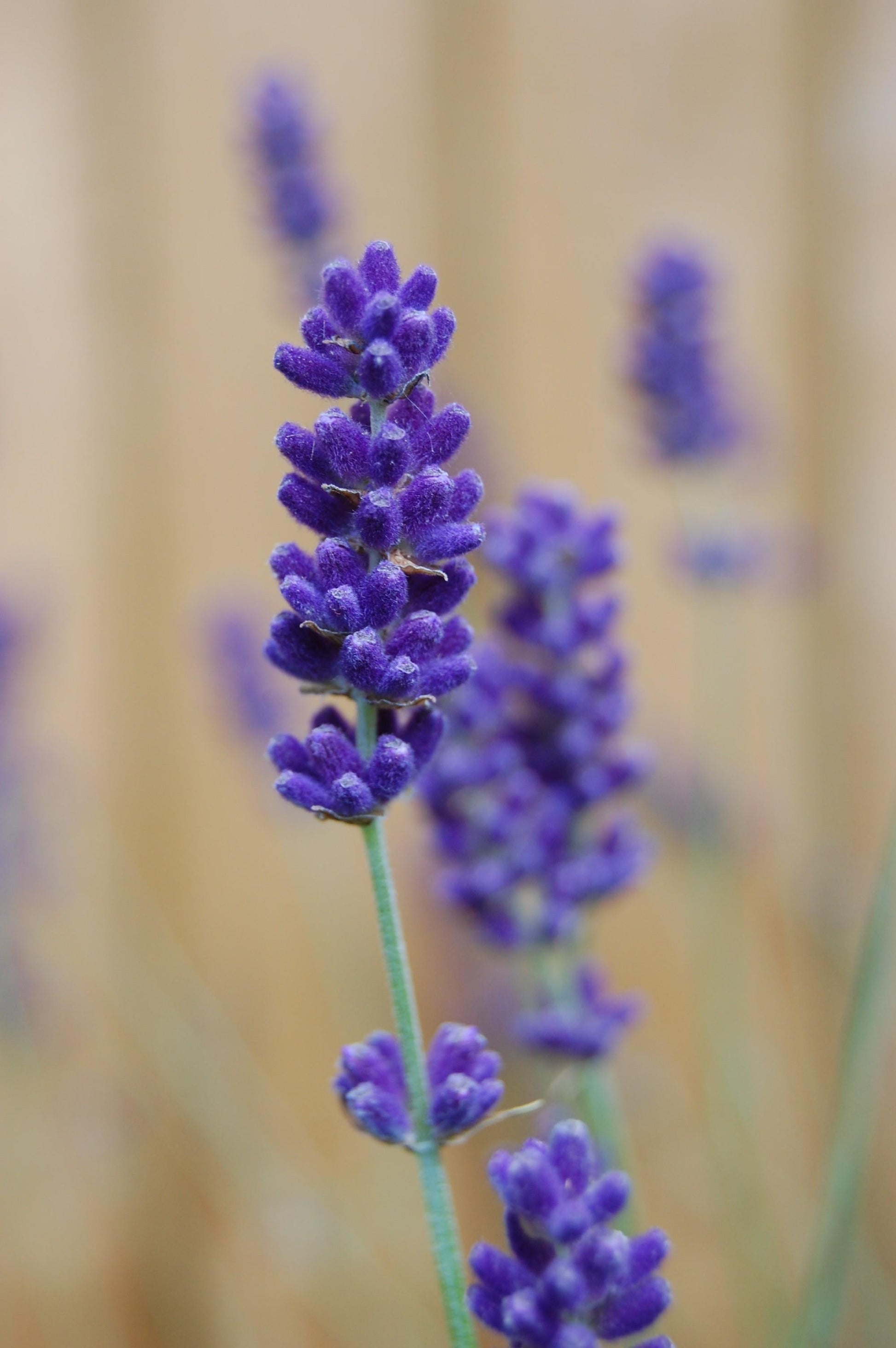 G930 Lavandula Angustifolia 27hidcote 27 24 8a3f51be C46c 48bd 8b65 7d7c26728124 from www redcrocus com